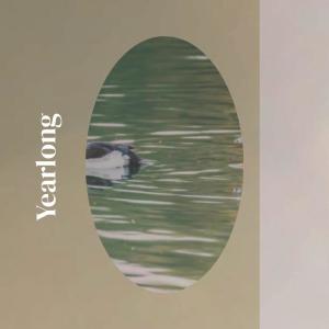 Album Yearlong from Various
