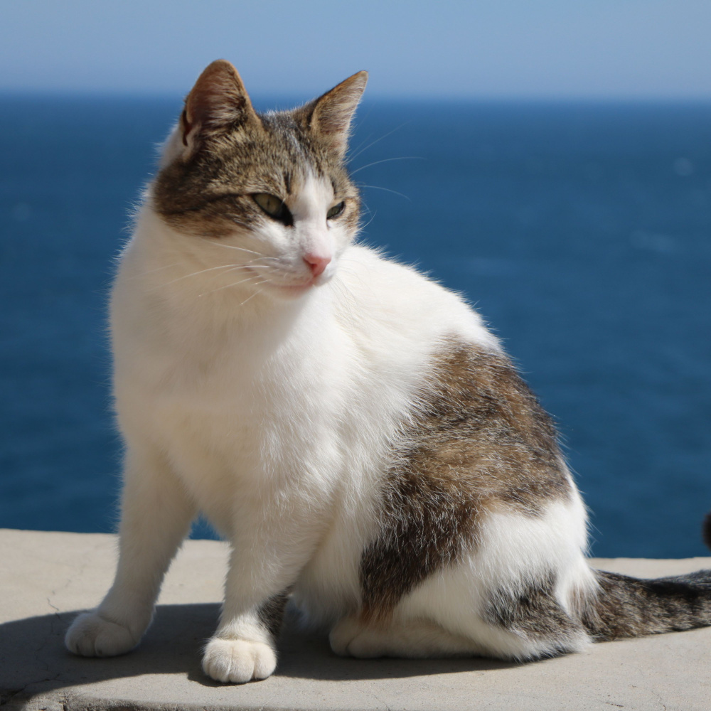 Oceanic Harmony for Cats' Daydream