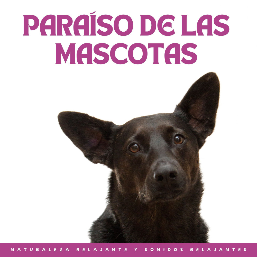 Sonidos Reconfortantes De La Naturaleza Para Mascotas Ansiosas