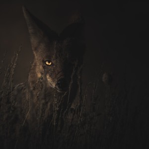 ดาวน์โหลดและฟังเพลง Lenticularis พร้อมเนื้อเพลงจาก RvR