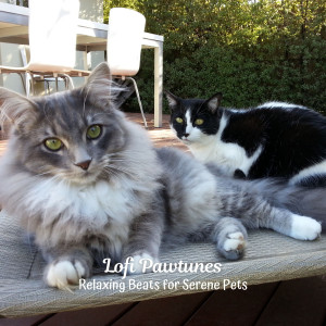 Lofi Pawtunes: Relaxing Beats for Serene Pets