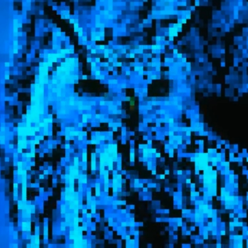 Bubo