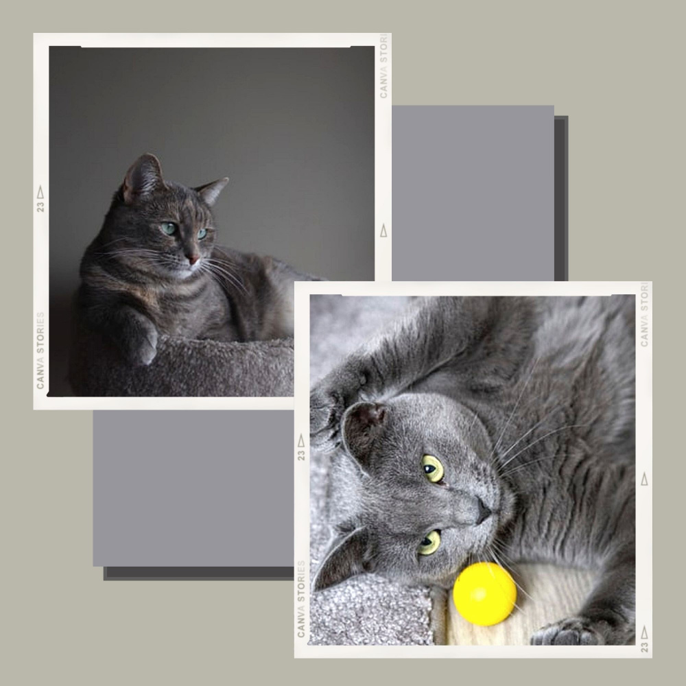 Delightful Backdrops for Favorite Kittens