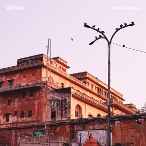 Album Hukum Rimba from SoftAnimal