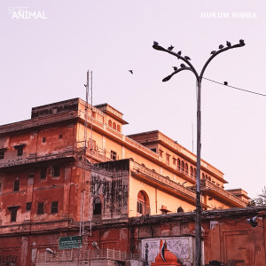 Listen to Hukum Rimba song with lyrics from SoftAnimal