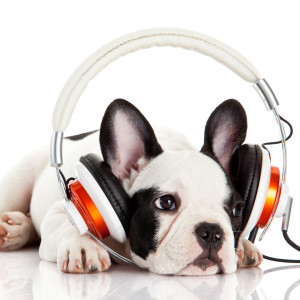 Album Ambient Music Retreat: Harmonic Dog Refuge from Dogs