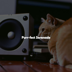 Purr-fect Serenade