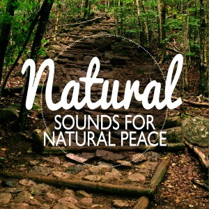 ดาวน์โหลดและฟังเพลง Forest Waterway พร้อมเนื้อเพลงจาก Nature Sounds Nature Music