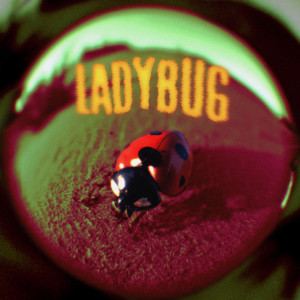 อัลบัม Ladybug (Explicit) ศิลปิน Jutes