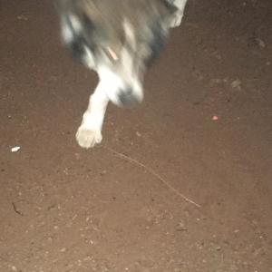 收聽Absono的NOSFERATU歌詞歌曲