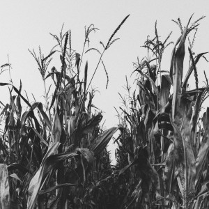 Dengarkan Under the Water lagu dari Relaxing Music dengan lirik