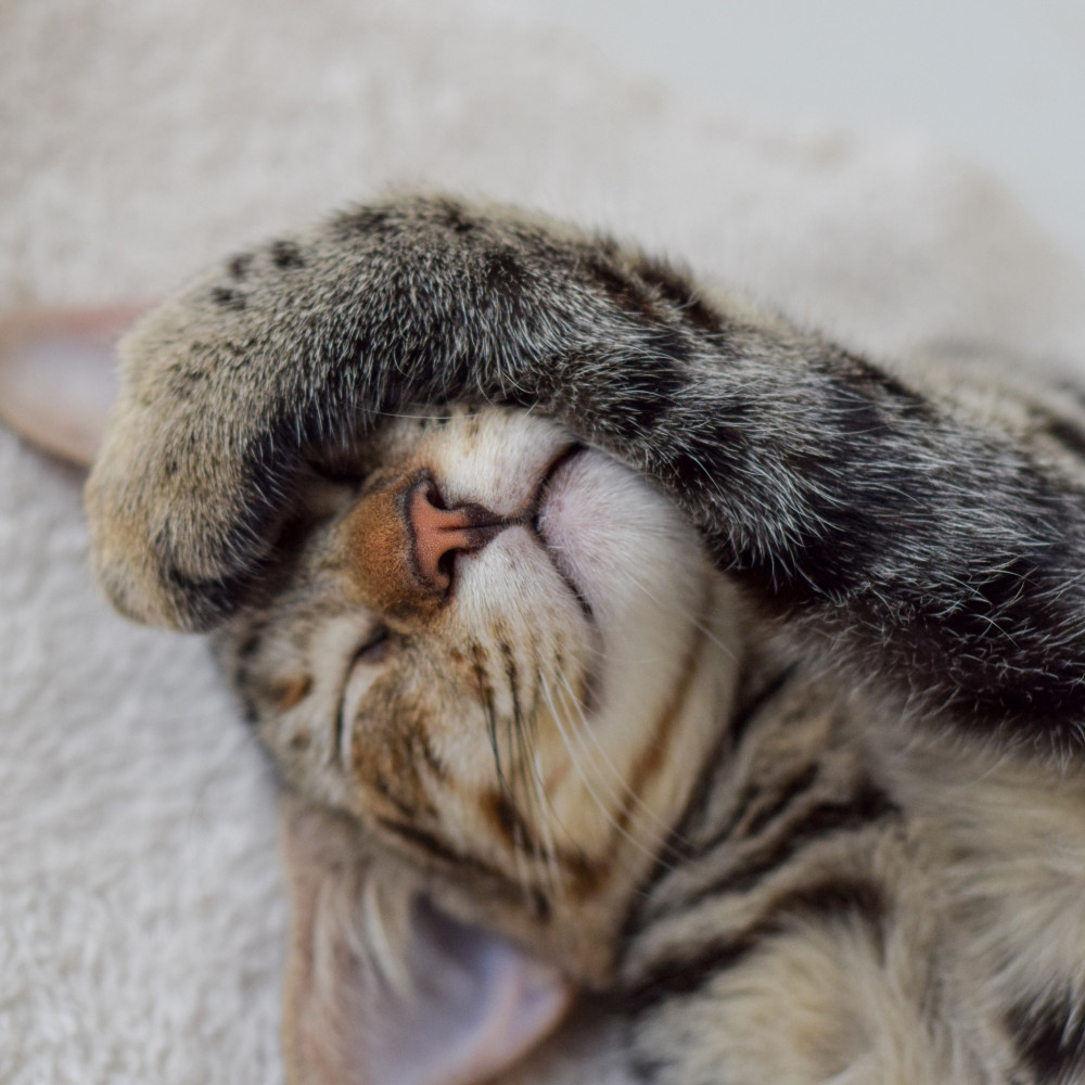 Piano's Cat Symphony Creates Peace