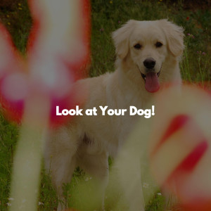 Look at Your Dog!
