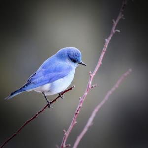 Listen to Sound of Birds Singing to Help Relax and Feel Good song with lyrics from Bird Sounds
