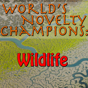 收聽Wildlife的Feeling歌詞歌曲