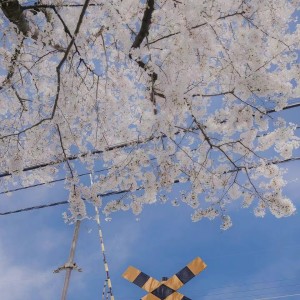 อัลบัม 樱花树下的约定 ศิลปิน 梦柯