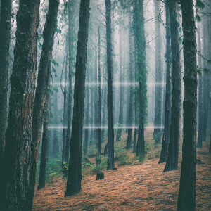 Whisper Wisdom的專輯Quiet Shades of Gray (Explicit)