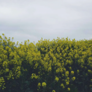 收聽西瓜的有點燥歌詞歌曲