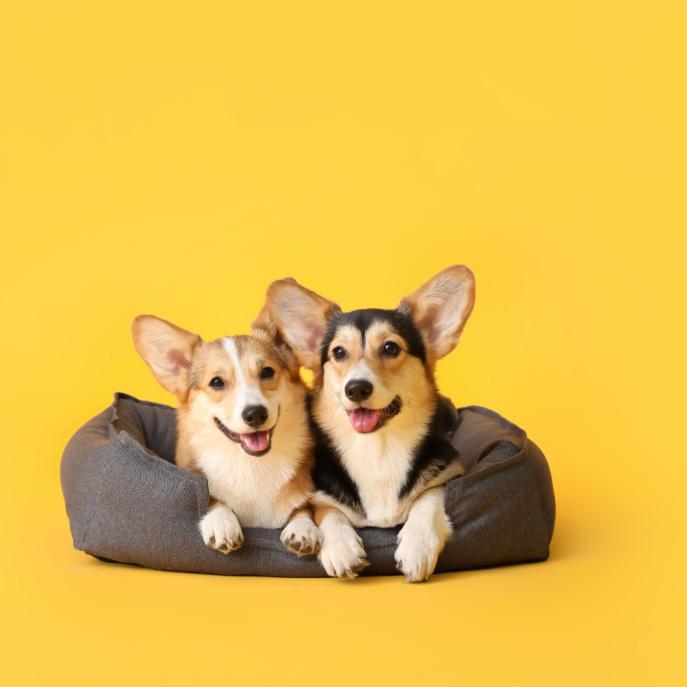 Jazz Soothing Canine Melodies
