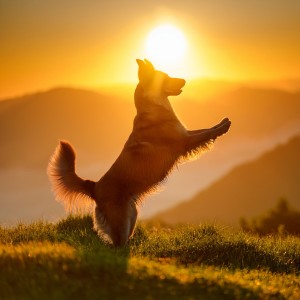 ดาวน์โหลดและฟังเพลง A Soft Bark In The Air พร้อมเนื้อเพลงจาก Feel the Joy