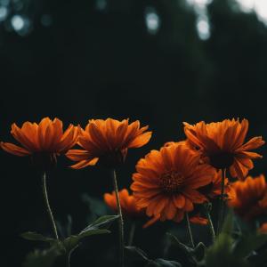 default album img
