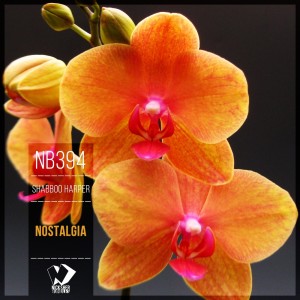 ดาวน์โหลดและฟังเพลง Nostalgia (Original Mix) พร้อมเนื้อเพลงจาก Shabboo Harper