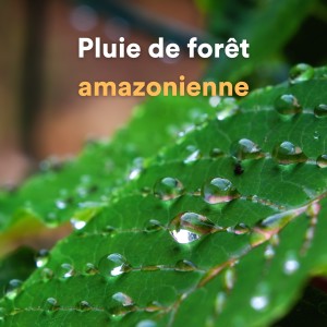 Album Pluie de forêt amazonienne from Loopable Atmospheres