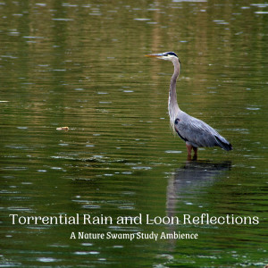 Album Torrential Rain and Loon Reflections: A Nature Swamp Study Ambience oleh Relaxation Study Music