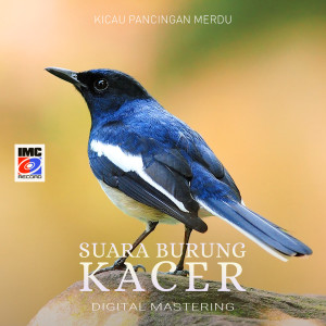 Dengarkan Suara Burung Kacer (Kicau Pancingan Merdu) lagu dari Aneka Burung IMC dengan lirik