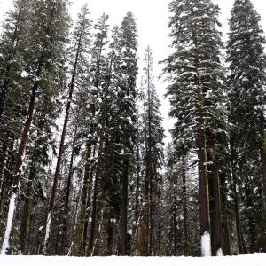 Listen to Birdhouse song with lyrics from Spa Music Relaxation