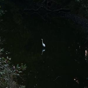 收聽Antho的lago歌詞歌曲