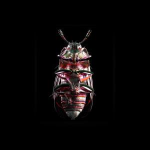Album beetle from OxFord