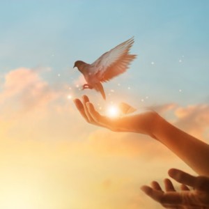 Album Wings of Hope from 