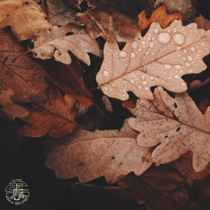 Listen to Seasons song with lyrics from Faff