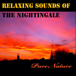 Pure Nature的专辑Relaxing Sounds of the Nightingale