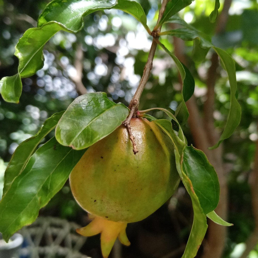 笑泯