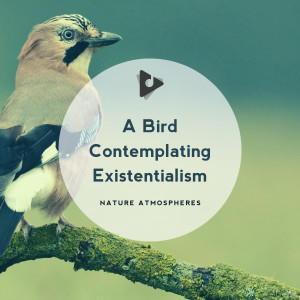 Nature Sounds ASMR的專輯A Bird Contemplating Existentialism