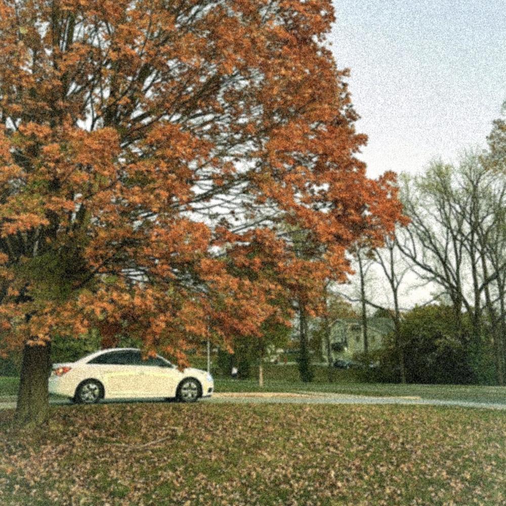 autumn leaves