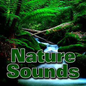 ดาวน์โหลดและฟังเพลง Heavy Rainfall on the Cottage Porch Nature Sound พร้อมเนื้อเพลงจาก Dr. Sound Effects