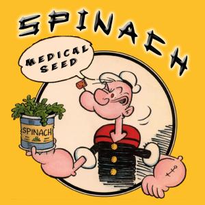 收聽Chkstyler的Spinach (feat. Jtx & Lila QUEEN) (Explicit)歌詞歌曲