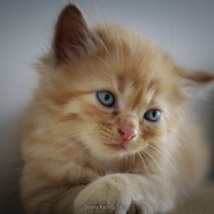 Dengarkan Suara Kucing Sedih lagu dari Music Relaxation dengan lirik