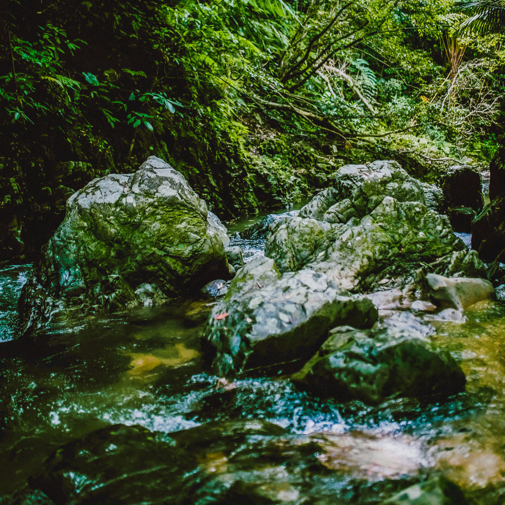 Flogs in the Deep Forest (feat. 中田悟)