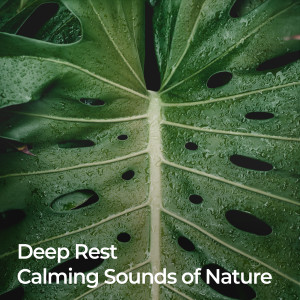 ดาวน์โหลดและฟังเพลง Gentle Streams of Peace พร้อมเนื้อเพลงจาก Nature Sounds for Sleep and Relaxation