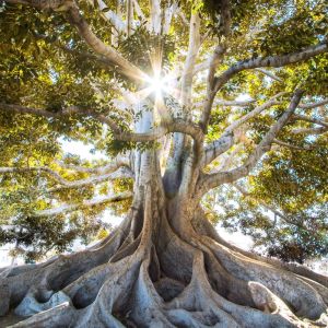 Listen to Peace Impressions song with lyrics from Deep Sleep