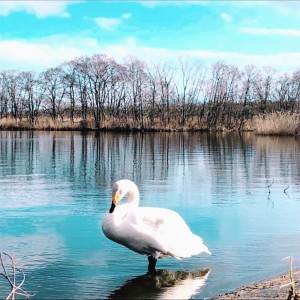 TAKATOMO的專輯Forest and Lake Piano Jingles