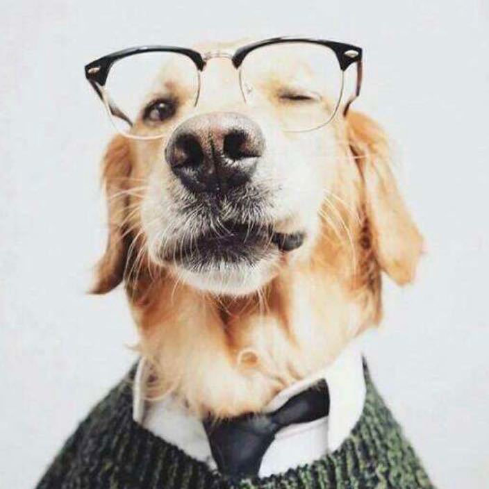 犬