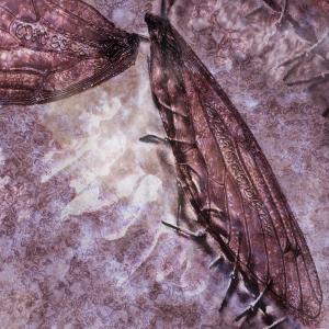 ดาวน์โหลดและฟังเพลง Valley Dolls พร้อมเนื้อเพลงจาก Core Self