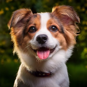 ดาวน์โหลดและฟังเพลง Ladridos Al Sol De La Mañana พร้อมเนื้อเพลงจาก Hora de la Música del Perro