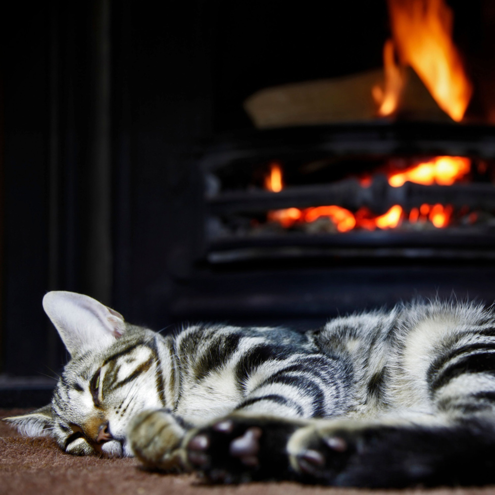 Tabby's Tranquility in Toasty Flames