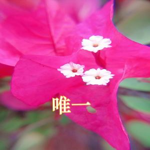 收聽符之波的唯一歌詞歌曲